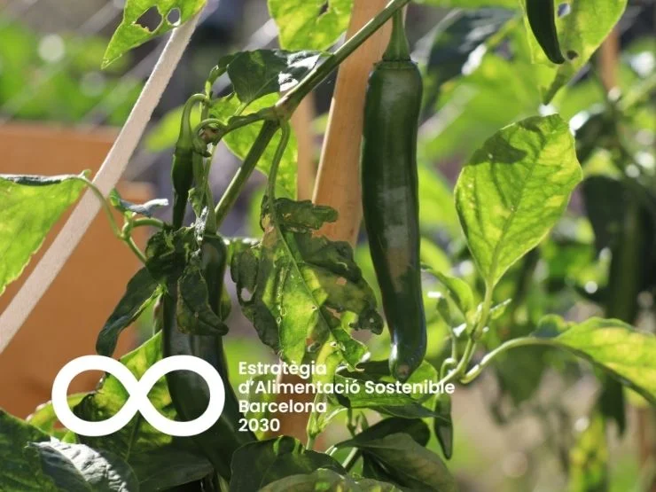 La Fundació Ferrer Green for Good s’adhereix a l’Acord de Ciutat per l’Alimentació Saludable i Sostenible Barcelona 2030